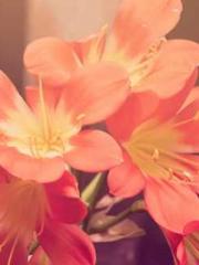 Falling for You: The